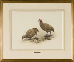 Kenneth Newman; Swainson's Francolins (Francolinus Swainsoni)