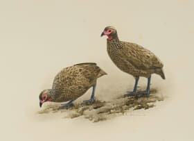 Kenneth Newman; Swainson's Francolins (Francolinus Swainsoni)