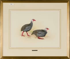 Kenneth Newman; Red-Necked Francolins
