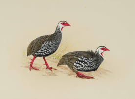 Kenneth Newman; Red-Necked Francolins
