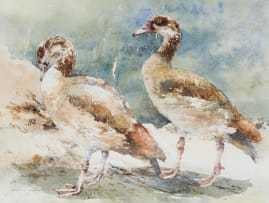 Barbara Siedle; Egyptian Geese