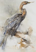 Barbara Siedle; Darter