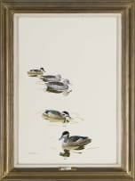 Kenneth Newman; Cape Teal and Hottentot Teal