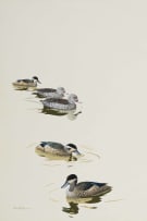 Kenneth Newman; Cape Teal and Hottentot Teal