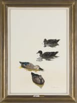Kenneth Newman; Black Ducks and Cape Shovellers