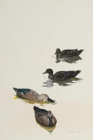 Kenneth Newman; Black Ducks and Cape Shovellers
