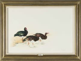 Kenneth Newman; Spurwing Geese