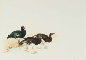 Kenneth Newman; Spurwing Geese