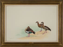 Kenneth Newman; Egyptian Geese