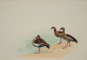 Kenneth Newman; Egyptian Geese