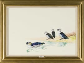 Kenneth Newman; Knob-Billed Ducks
