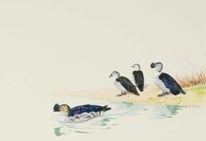Kenneth Newman; Knob-Billed Ducks