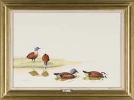Kenneth Newman; South African Shelducks