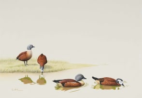 Kenneth Newman; South African Shelducks
