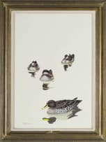 Kenneth Newman; Redbill and Yellowbill Teals