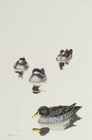 Kenneth Newman; Redbill and Yellowbill Teals
