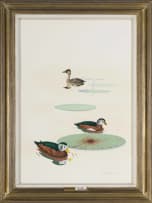 Kenneth Newman; White-Backed Duck and Pygmy Geese