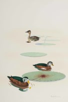 Kenneth Newman; White-Backed Duck and Pygmy Geese
