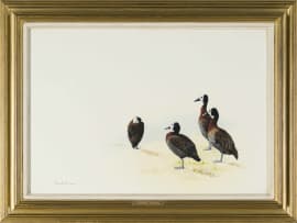 Kenneth Newman; White-Faced Whistling Ducks