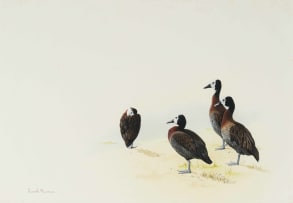 Kenneth Newman; White-Faced Whistling Ducks