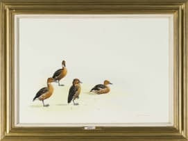 Kenneth Newman; Fulvous Whistling Ducks