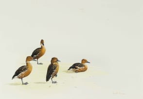 Kenneth Newman; Fulvous Whistling Ducks