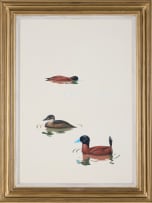 Kenneth Newman; Maccoa Ducks