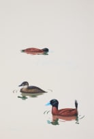 Kenneth Newman; Maccoa Ducks
