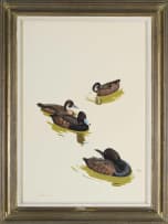 Kenneth Newman; Red-Eyed Pochards