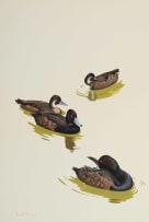 Kenneth Newman; Red-Eyed Pochards