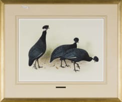 Kenneth Newman; Crested Guineafowls