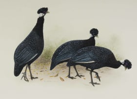 Kenneth Newman; Crested Guineafowls