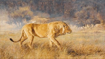 Johan Hoekstra; Lion