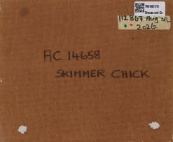 Johan Hoekstra; Skimmer Chick