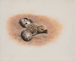 Johan Hoekstra; Skimmer Chick