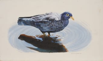 Johan Hoekstra; Untitled (African Olive Pigeon)