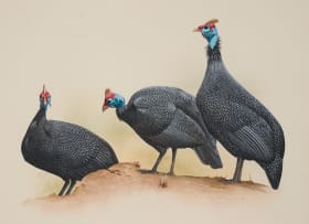 Kenneth Newman; Crowned Guineafowls