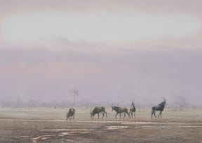 Kim Donaldson; Sable Herd - Late Afternoon Drink (Wankie, Zimbabwe)