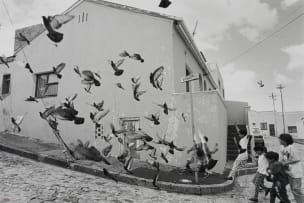 George Hallett; Birds in Signal Street