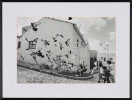 George Hallett; Birds in Signal Street