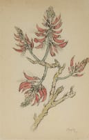 Gregoire Boonzaier; Coral Tree Flowers