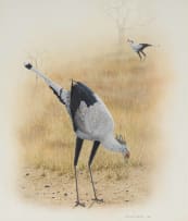 Bronwen Mellor; Secretary Birds