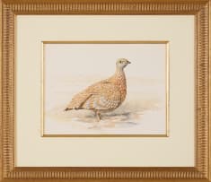 Jill Adams; Sand Grouse