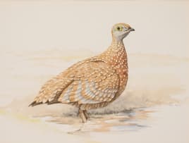 Jill Adams; Sand Grouse