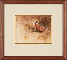 Rodger McPhail; Harlequin Quail