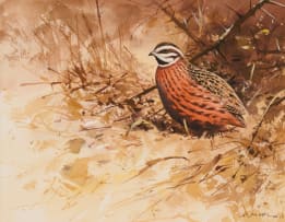 Rodger McPhail; Harlequin Quail
