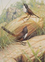 Richard Weatherly; Carpentarian Grasswren