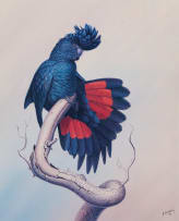 Richard Weatherly; Mountain Ash and Crimson Rosellas; Red-Tailed Black-Cockatoo, two