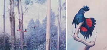 Richard Weatherly; Mountain Ash and Crimson Rosellas; Red-Tailed Black-Cockatoo, two