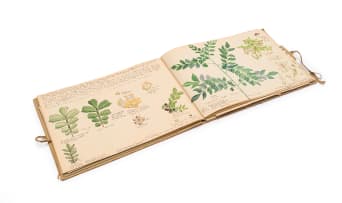 Isaac Louis Drège; A sketchbook of thirty-seven botanical watercolour studies